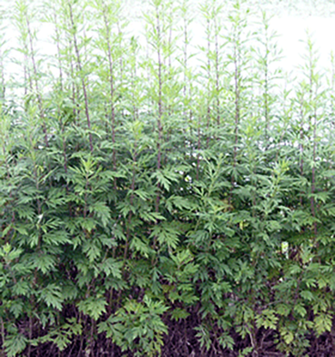 Mugwort <em>Artemisia vulgaris</em> plants