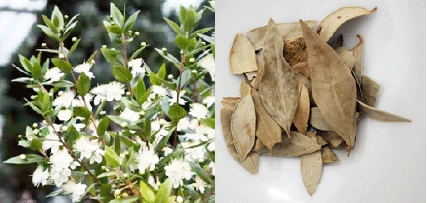 myrtle bush in flower and dried myrtle leaves