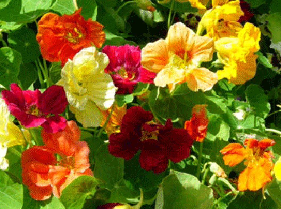 Nasturtium flowers and leaves