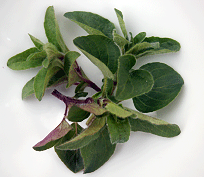 Sprigs of oregano