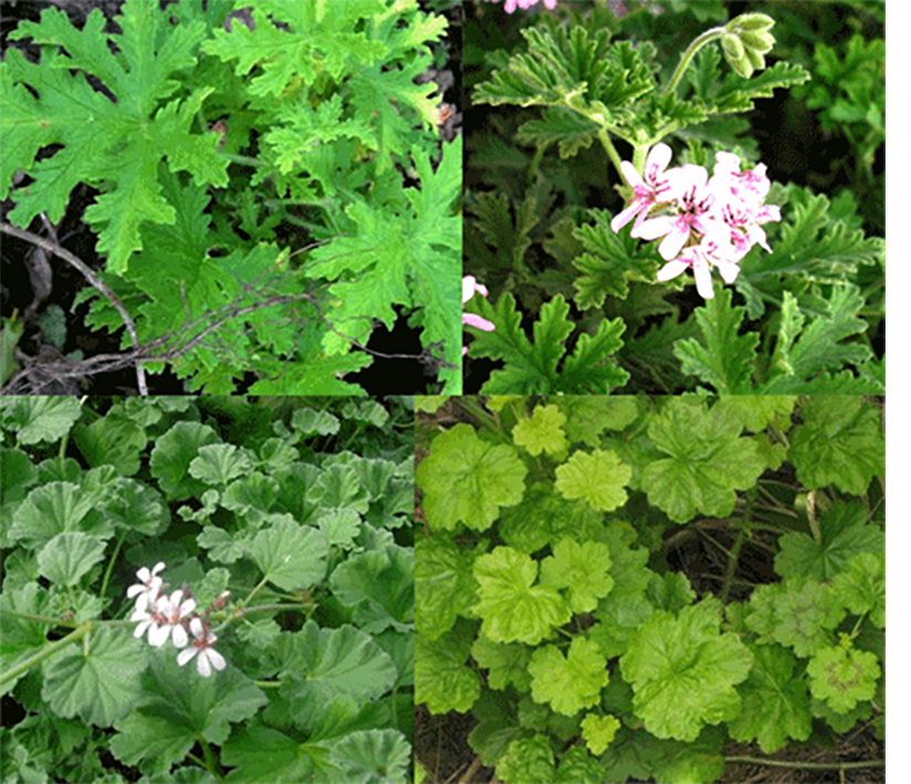 Pelargonium (scented geranium) leaves, four types