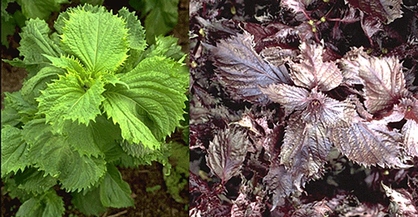 perilla plants: green (left), red (right)