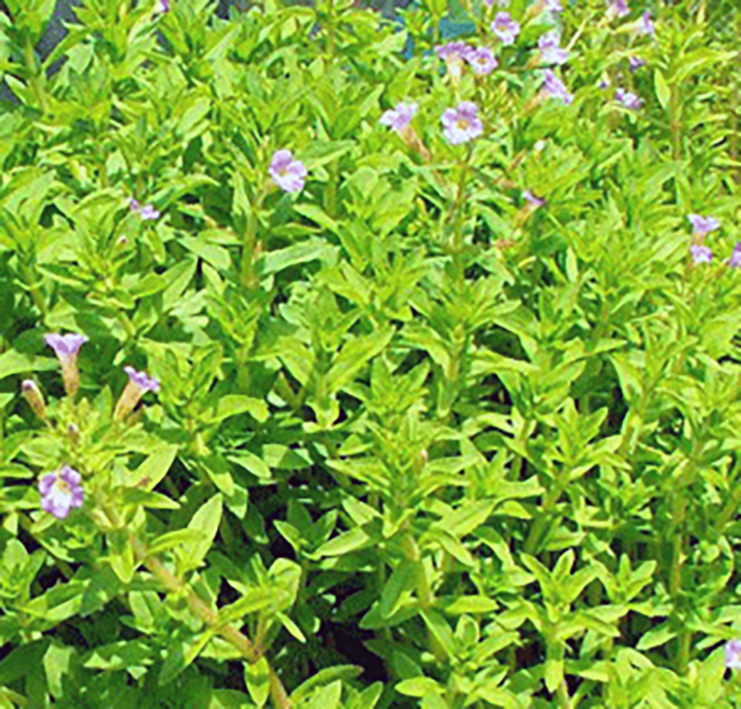 Rice paddy herb plants