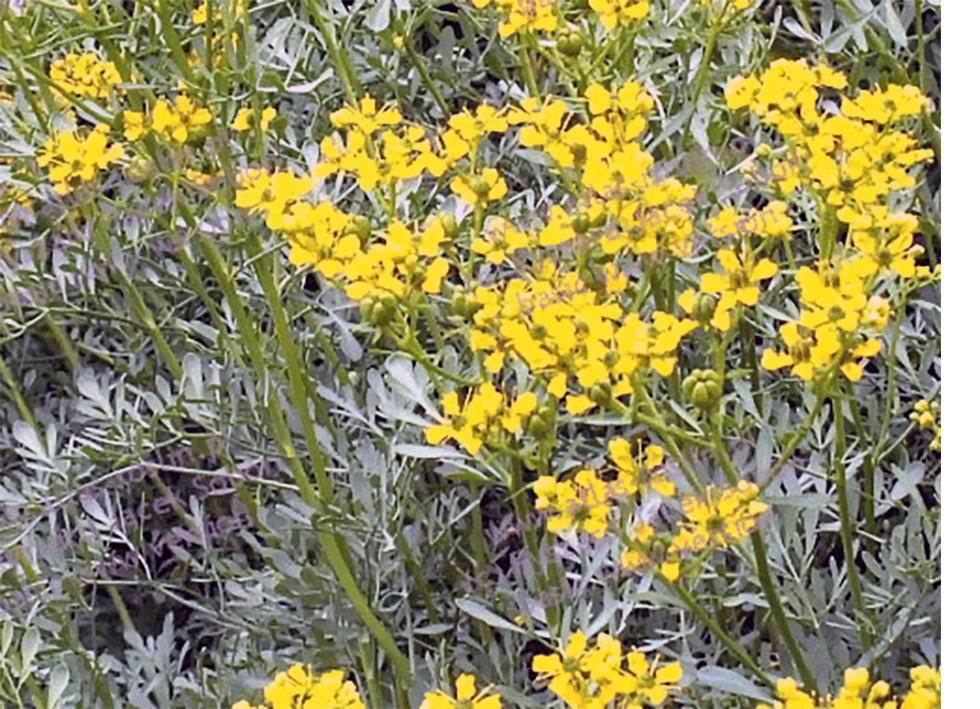 Rue plants in flower