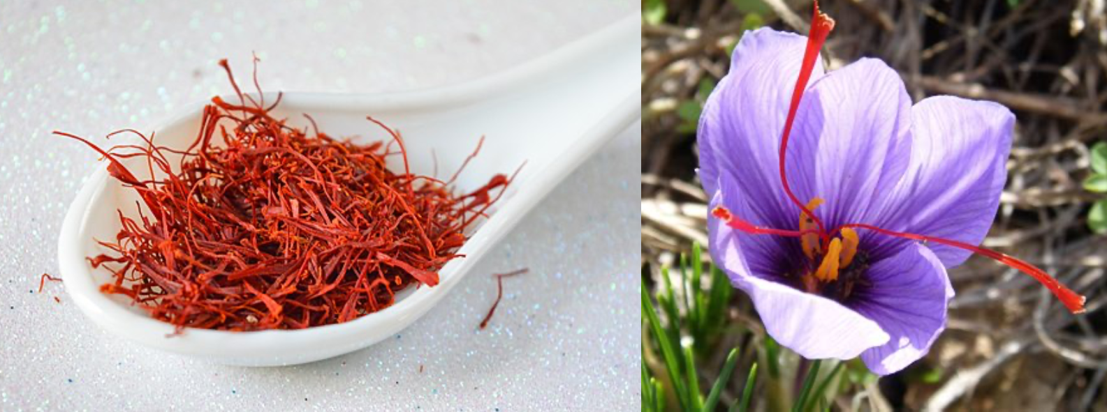 Pile of saffron threads and saffron crocous