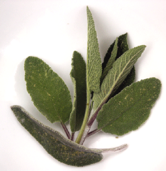 Sage leaves