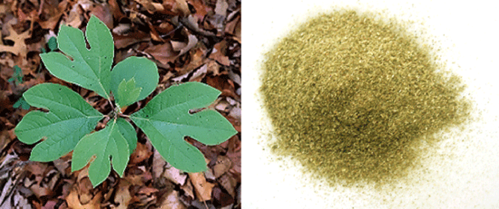 Fresh sassafras leaves and powdered dried sassafras