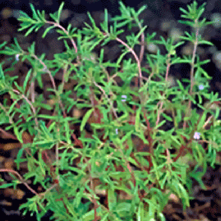 Summer Savory plant