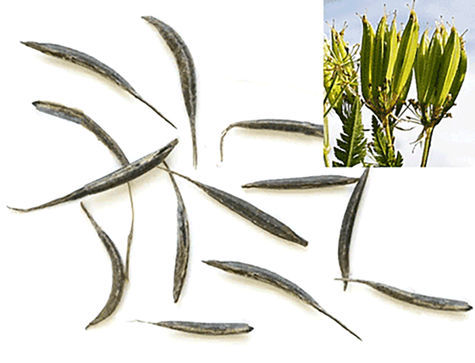 Sweet cicely seeds separated and on the plant