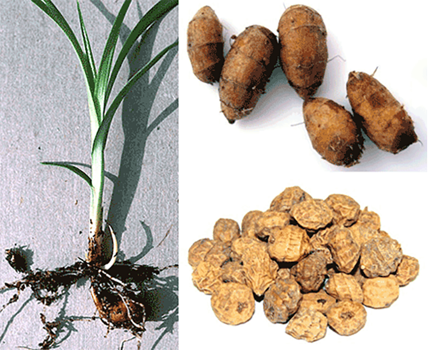 tiger nut plant, fresh tiger nuts and dried tiger nuts