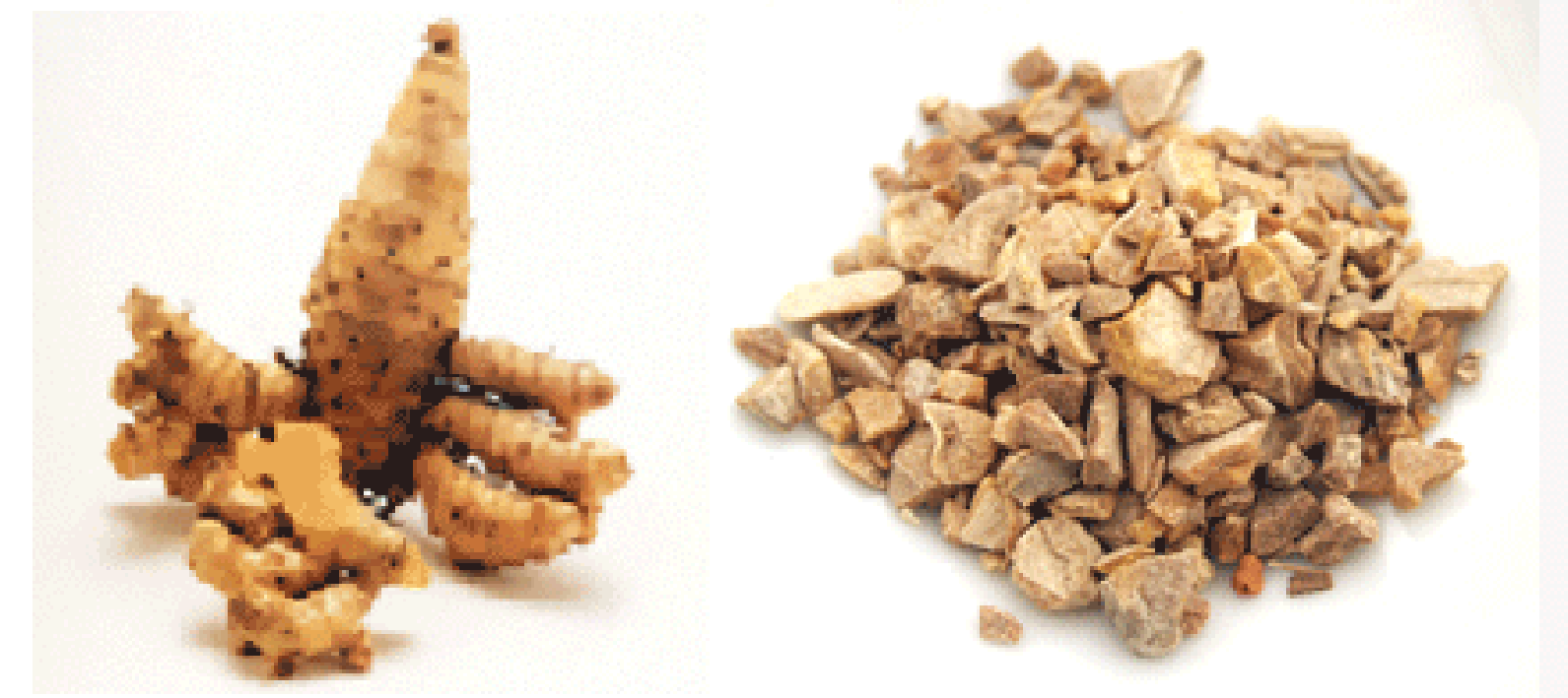 Fresh and dried zedoary root