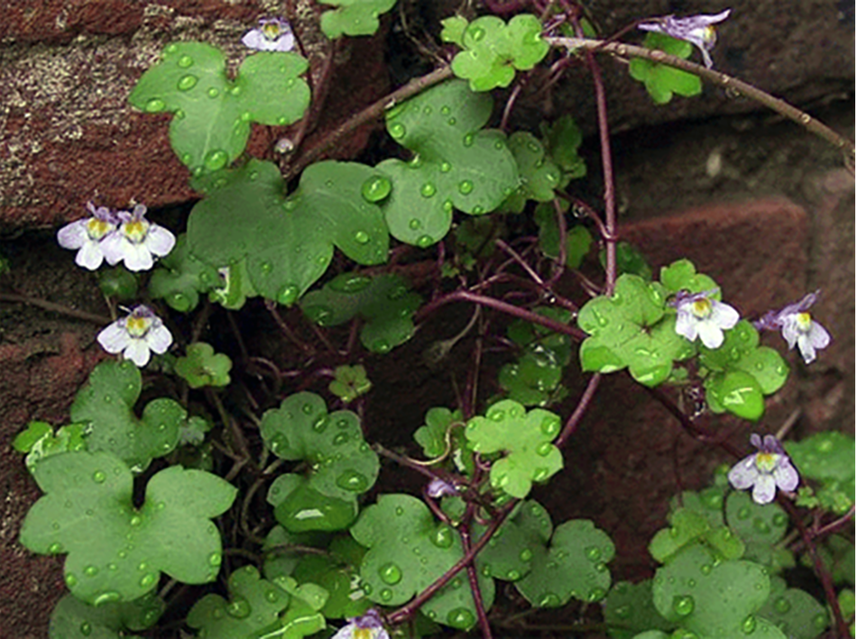 Ivy-leaved toadflax (Cymbalaria muralis), showing the leaves and flowers