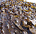Oarweed seaweed tumbnail