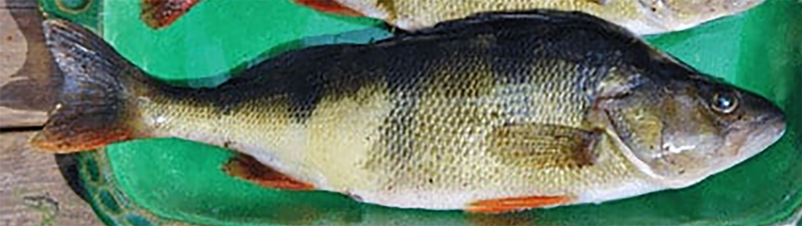 a fresh perch ready for cleaning and boiling