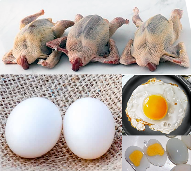 Three squab pigeons dressed for the oven and two pigeon eggs with cooked eggs