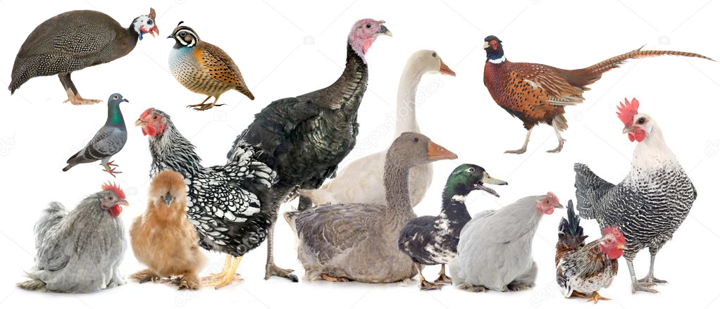 Commonly farmed poultry.
