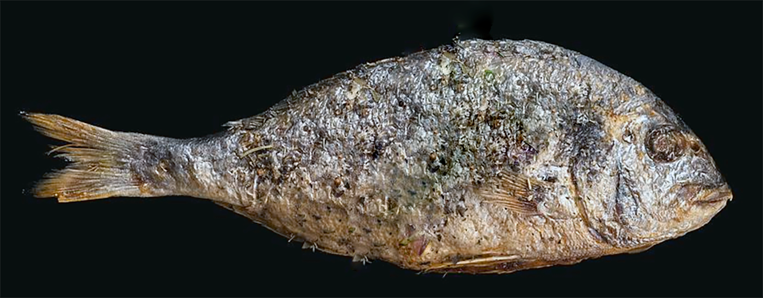 roasted gilt-head bream (dorade) with a dusting of Parmesan cheese