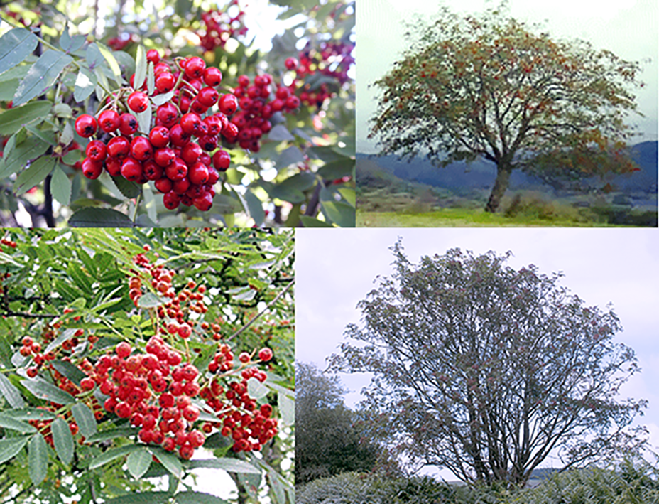 Image or rowan trees (Sorbus aucuparia) and close-up of ripe rowan berries