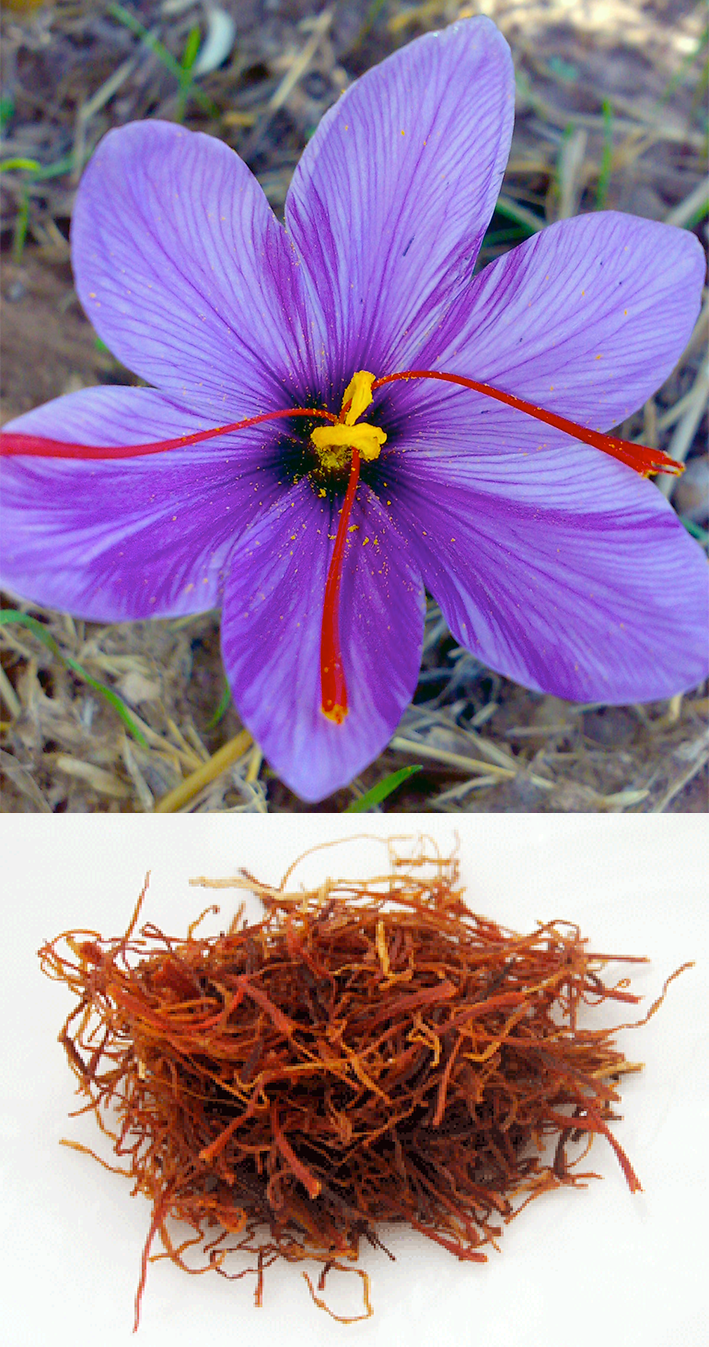 saffron crocus and saffron threads