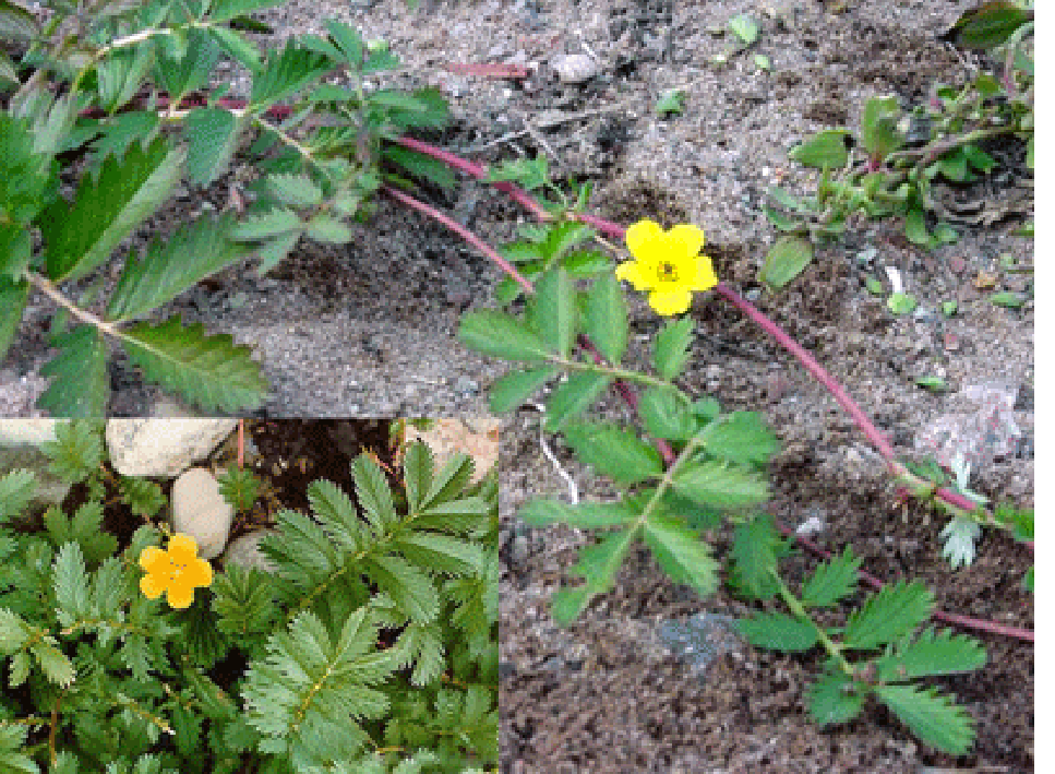 Silverweed (Argentina anserina), showing the whole plant with its leaves and flowers in five distinct views