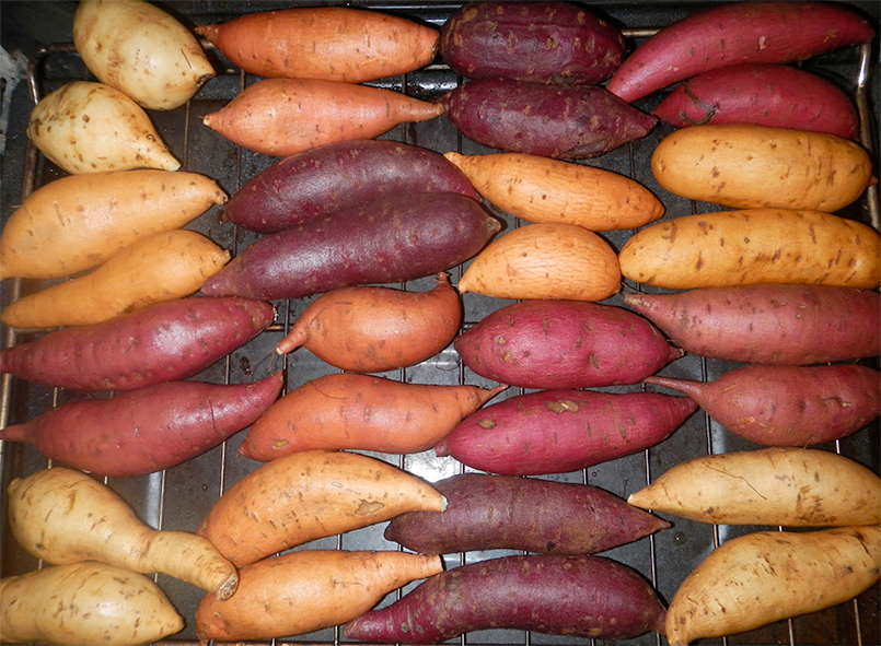 Differently-coloured sweet potato cultivars.