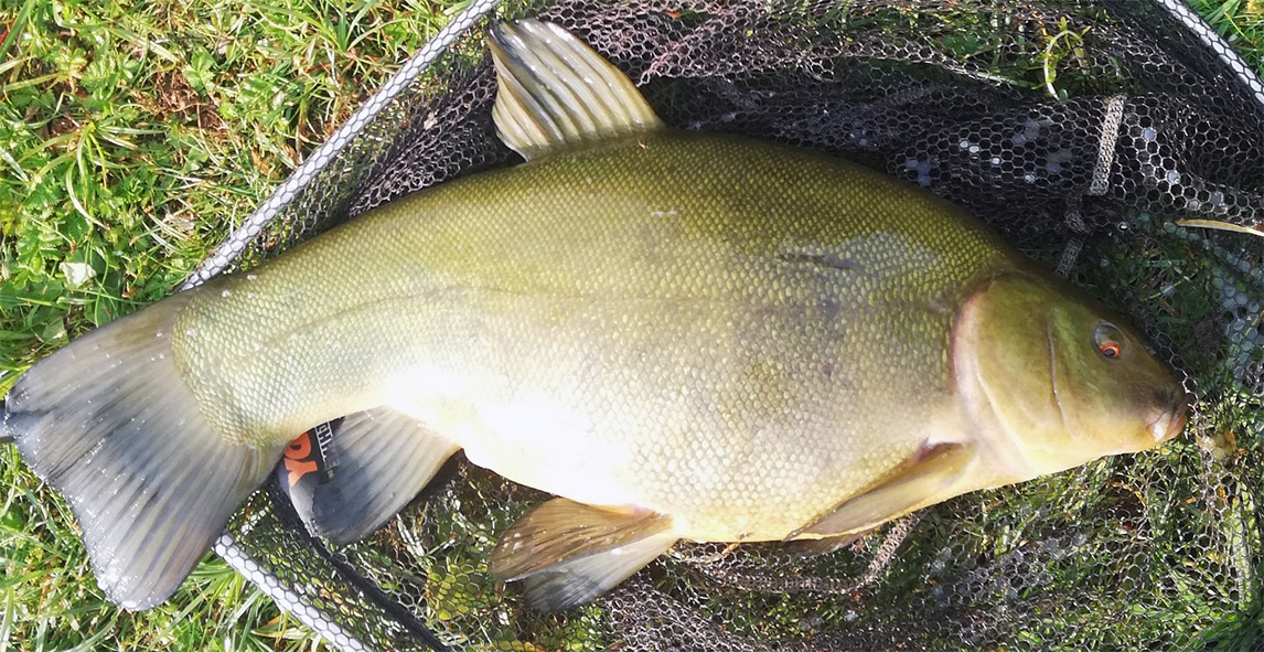 freshly-caught tench ready for cleaning and boiling