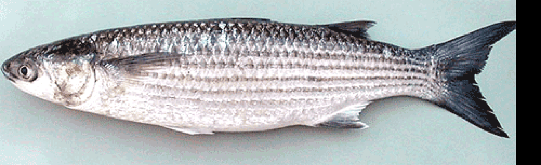 thick-lipped grey mullet (Chelon labrosus)