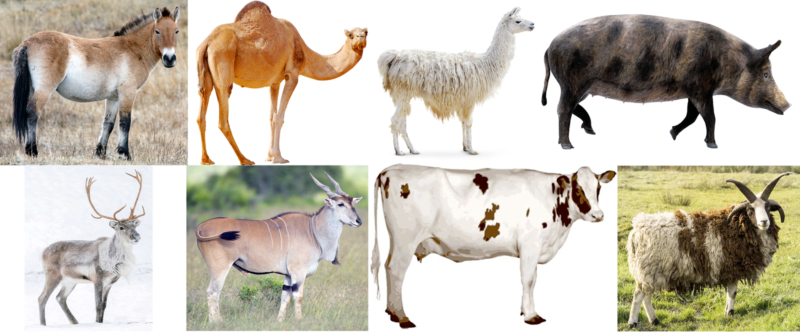 Commonly farmed ungulates.