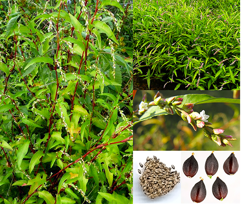 Water Pepper (Persicaria hydropiper) showing the whole plant, its flowers and seeds