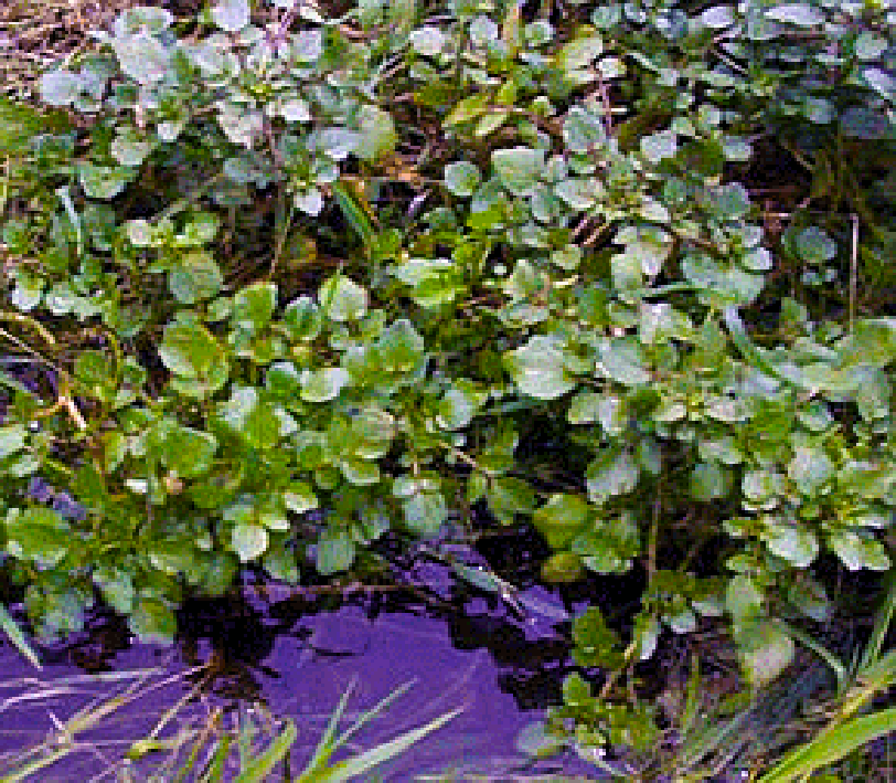 Wild watercress (Nasturtium nasturtium-aquaticum), showing the plant growing in water, along with a bunch of the edible leaves and stems and a close-up of the leaves