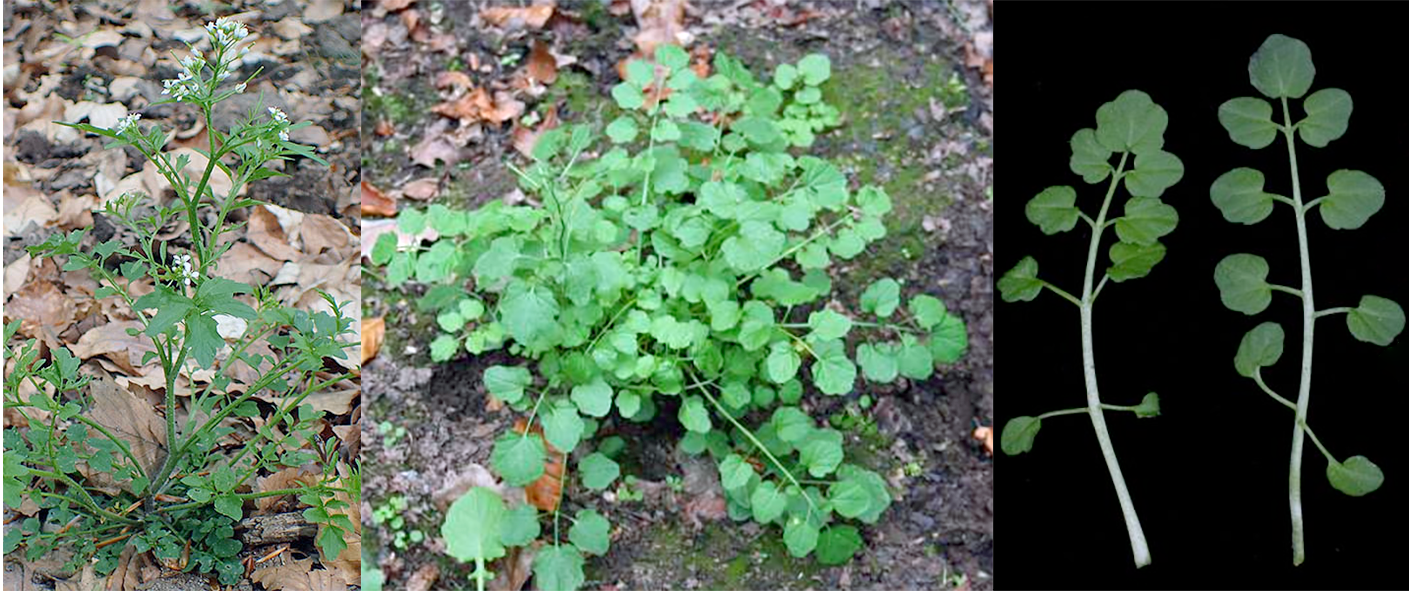 Wavy bittercress (Cardamine flexuosa) shown in two forms with flowers