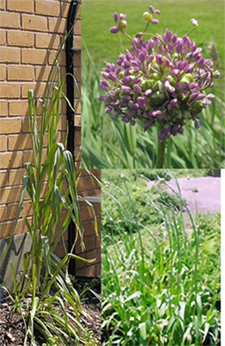 Wild leek (Allium ampeloprasum) showing whole plants and a close-up of a flower head