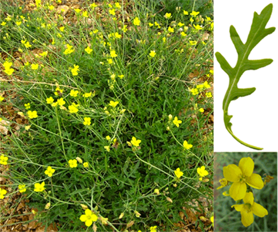 Wild rocket (Diplotaxis tenuifolia), showing the whole plant, with closeups of the edible leaf and flower